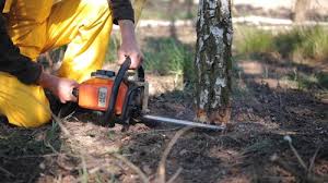 How Our Tree Care Process Works  in China Grove, NC